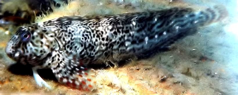 Parablennius sanguinolentus_4llllll